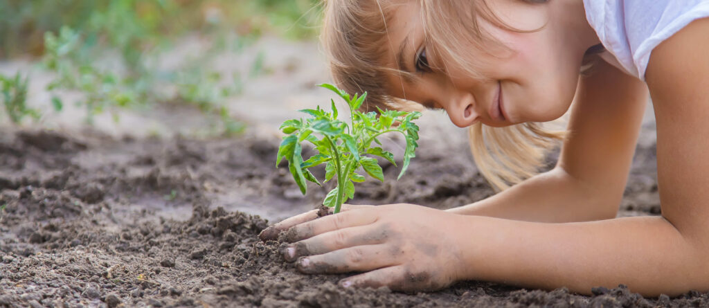 A child in the garden plants a plant. Selective focus.